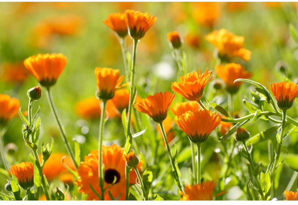 Weleda Baby Calendula Bodymilk 3 Weleda Baby Calendula Bodymilk - Afbeelding 3