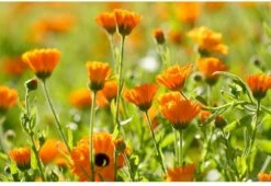 Weleda Baby Calendula Weer & Windbalsem -Aanbiedingen BIBS Winkel 1200x825 7